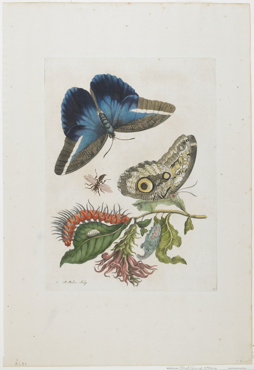 Siniset perhoset ja punainen toukka, siniset piikit, n. 1705-17 (käsinvärinen etsaus ja kaiverrus) tekijältä Maria Sibylla Merian