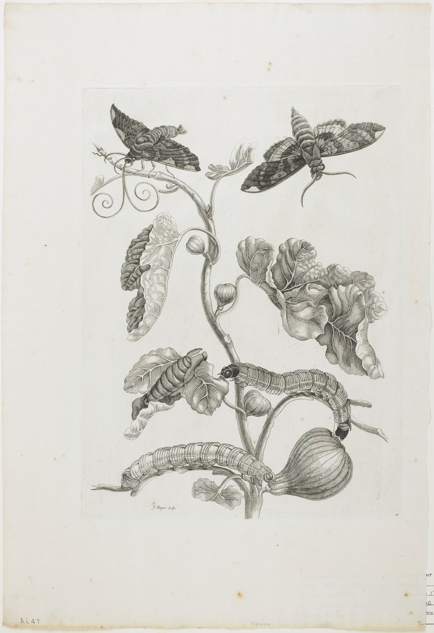 Perhoset, toukat ja kasvi, 1705-71 (etsaus ja kaiverrus) tekijältä Maria Sibylla Merian
