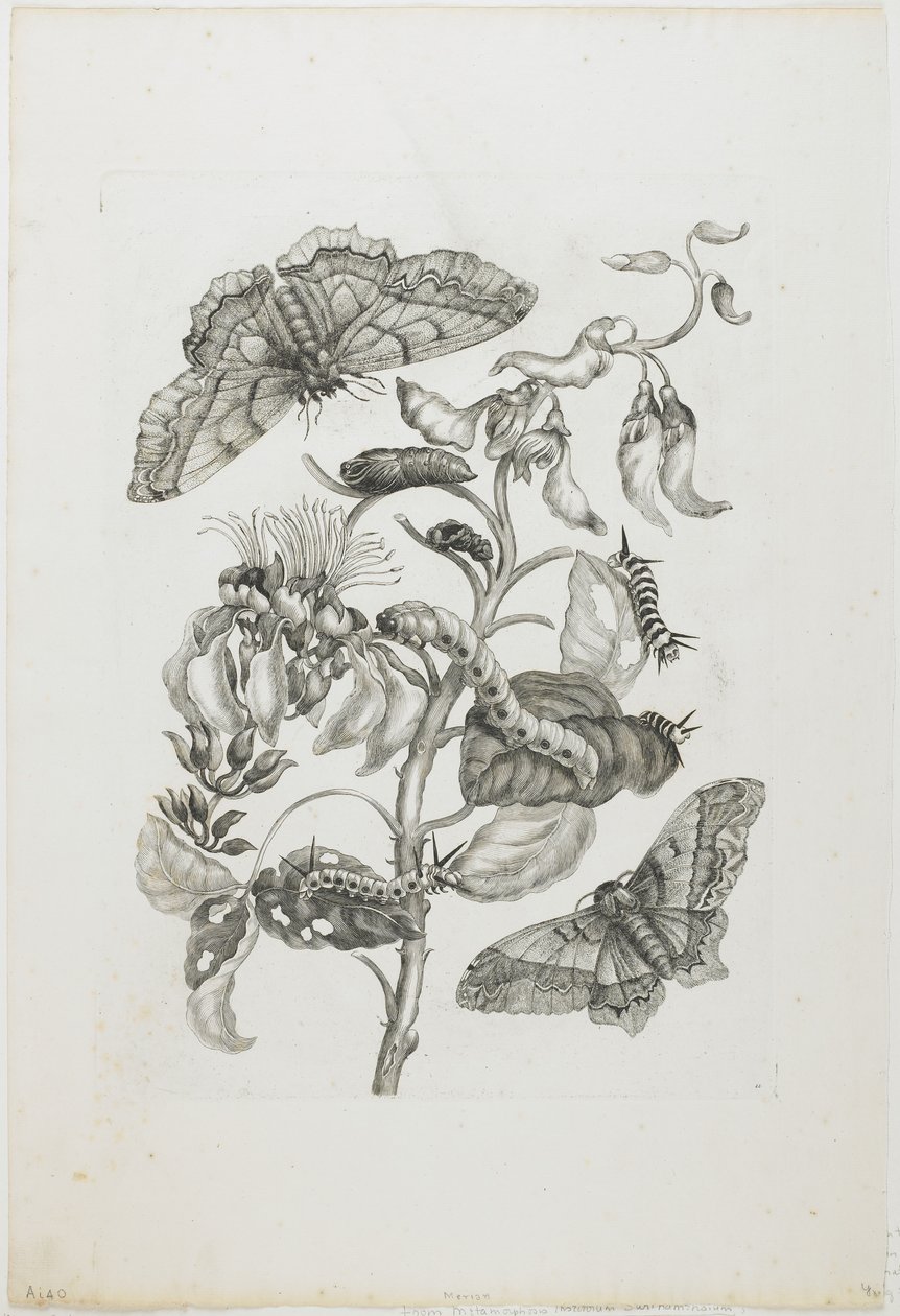 Toukat, perhoset ja kukka, 1705-71 (etsaus ja kaiverrus) tekijältä Maria Sibylla Merian