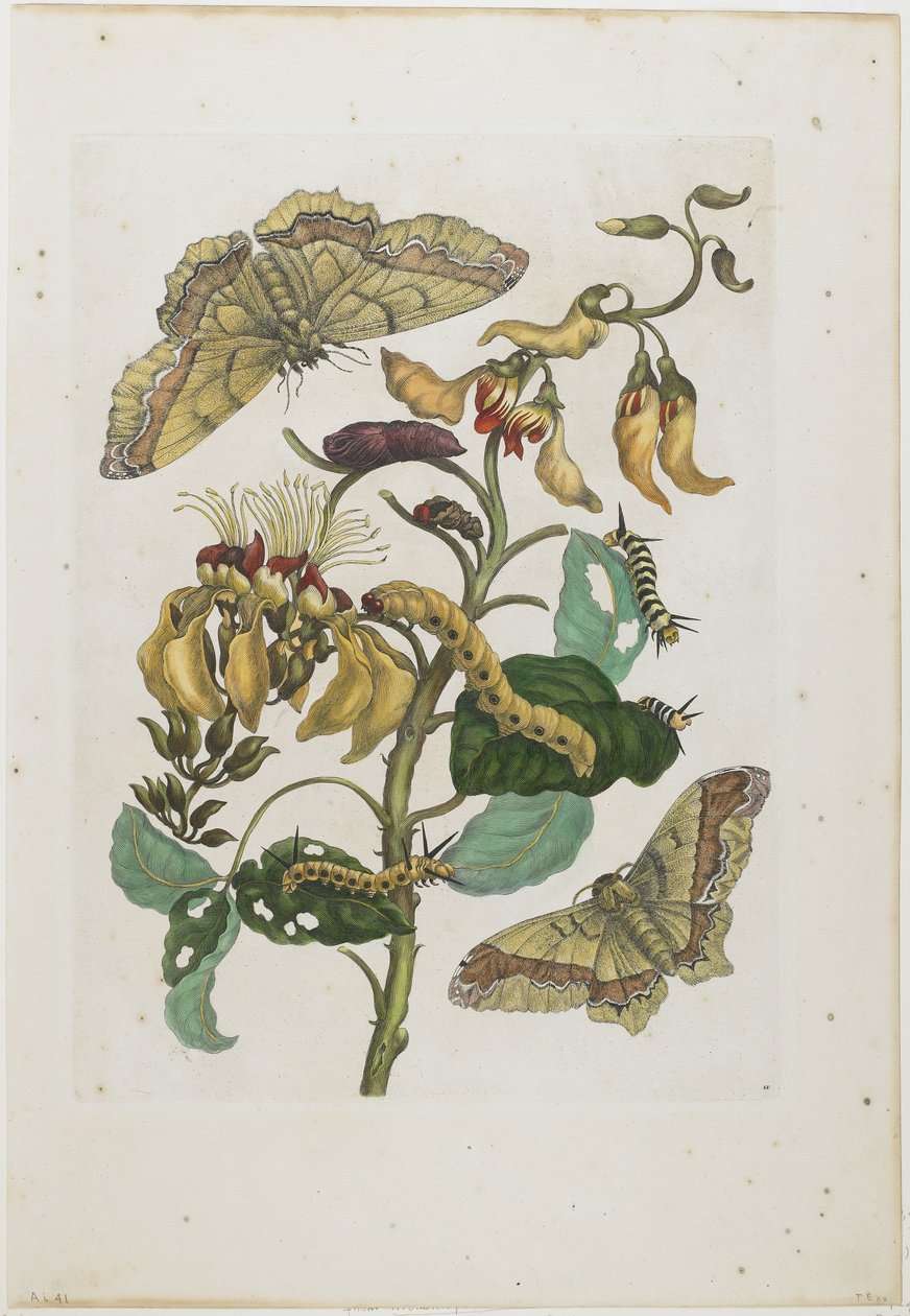Toukat, perhoset ja kukka, 1705-71 (käsinvärinen etsaus ja kaiverrus) tekijältä Maria Sibylla Merian