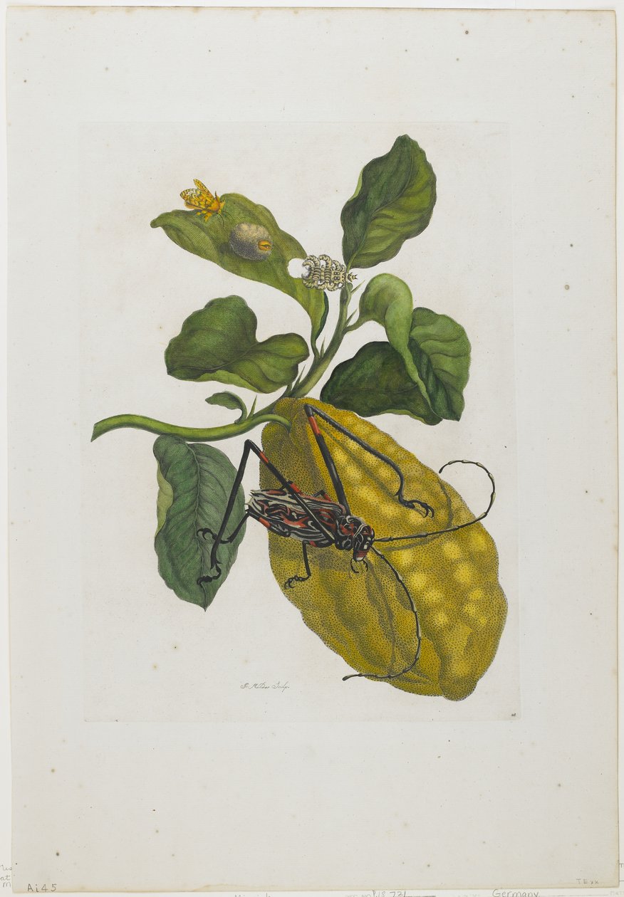 Sitrushedelmä ja kovakuoriainen, 1705-71 (käsin värjätty etsaus ja kaiverrus) tekijältä Maria Sibylla Merian
