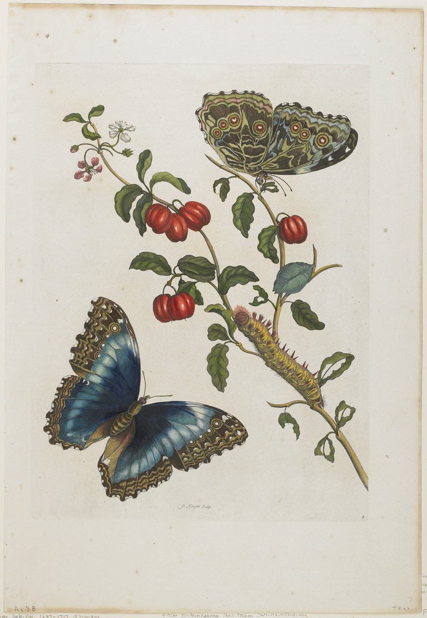 Isot siniset perhoset ja punaiset hedelmät, 1705-71 (käsinvärinen etsaus ja kaiverrus) tekijältä Maria Sibylla Merian