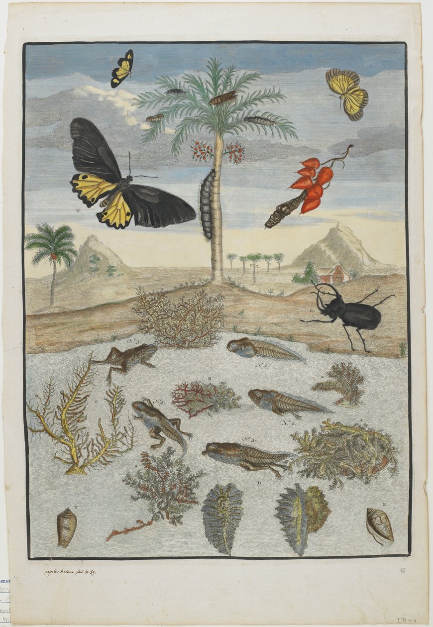Hyönteiset ja kalat saaritaustalla, 1705-71 (käsinvärinen etsaus ja kaiverrus) tekijältä Maria Sibylla Merian