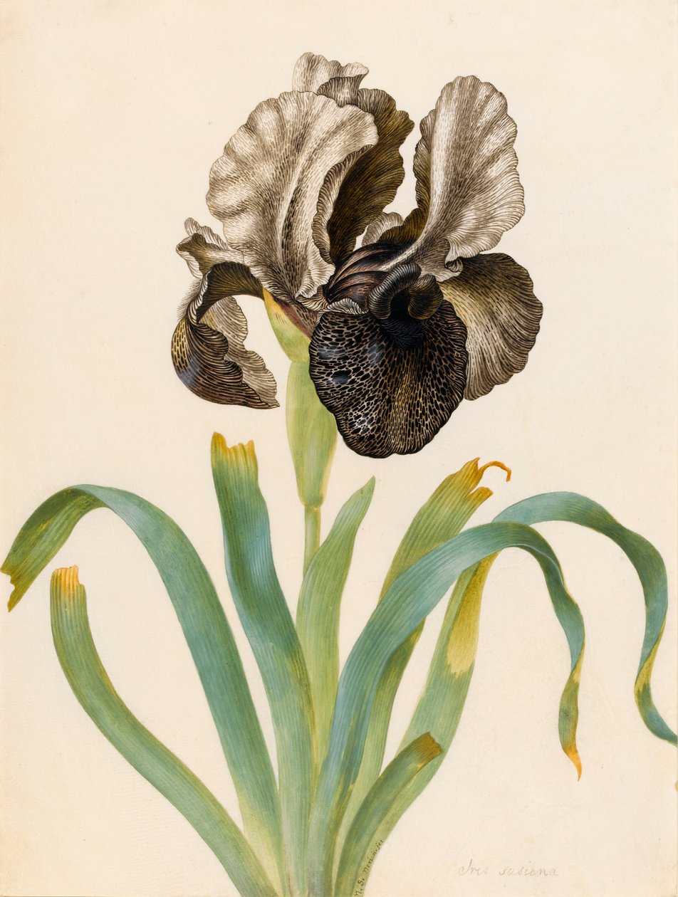 Iris Susiana (wc vellum) tekijältä Maria Sibylla Merian