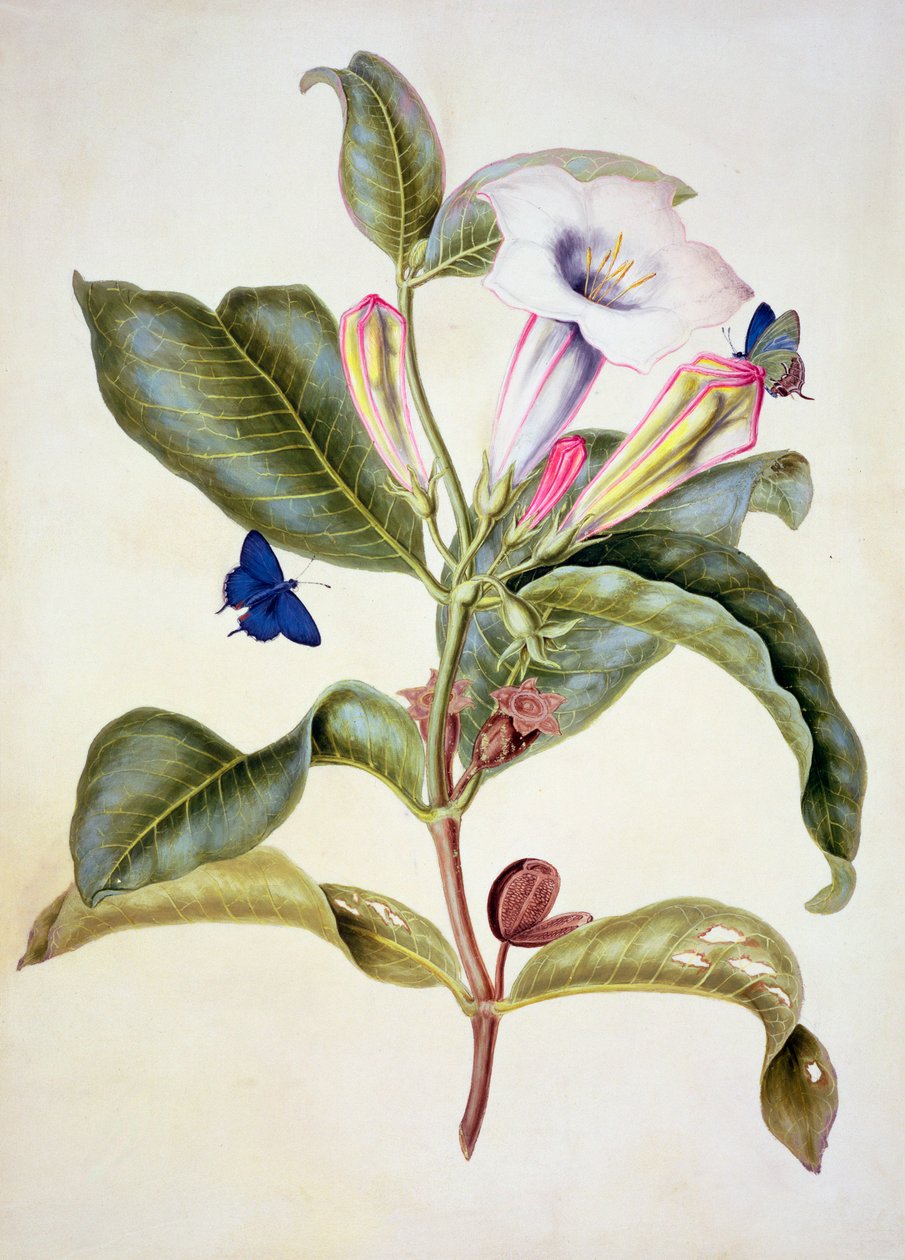 N:o 3055c Piikkiomenapuu (Datura Wrightii) tekijältä Maria Sibylla Merian