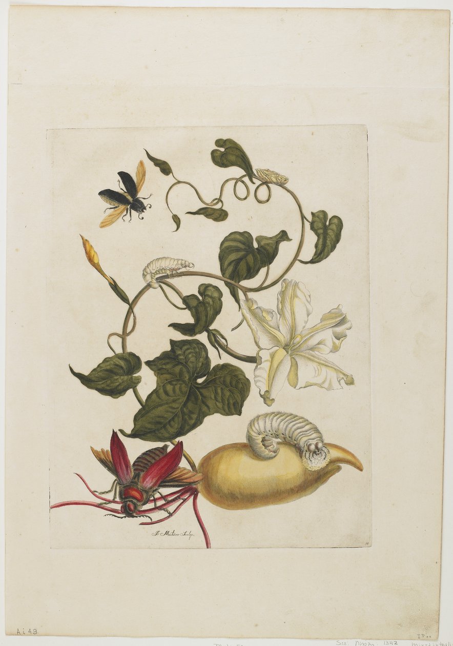 Punainen kovakuoriainen, valkoinen aamunkoitto, 1705-71 (käsin värjätty etsaus ja kaiverrus) tekijältä Maria Sibylla Merian