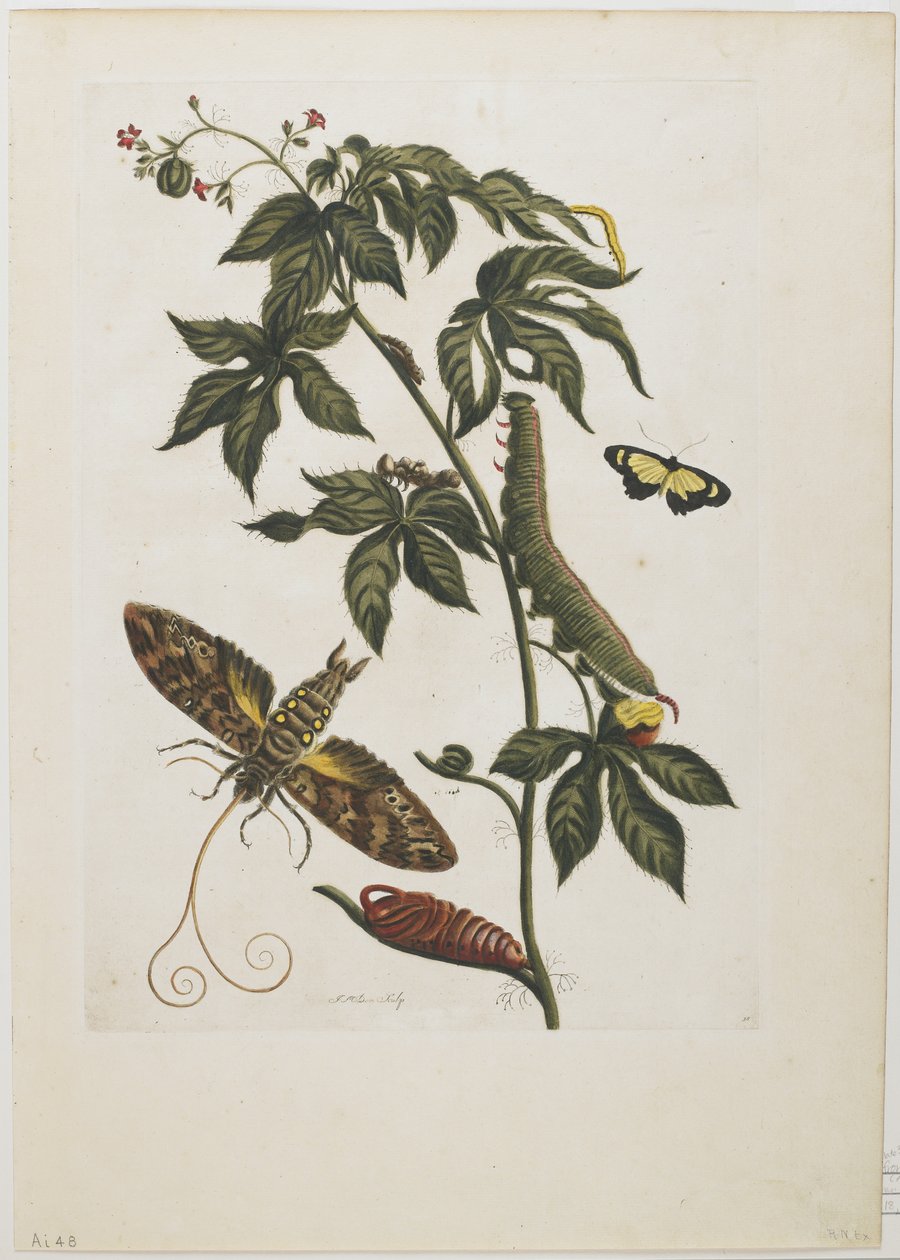 Sfinksikoi, toukka, pupu ja kukka, 1705-71 (käsinvärinen etsaus ja kaiverrus) tekijältä Maria Sibylla Merian