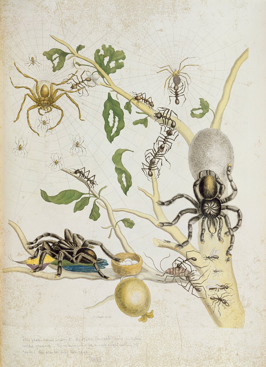 Hämähäkit: Mygole, levy 18 "Over de Voorteeling", 1730 tekijältä Maria Sibylla Merian