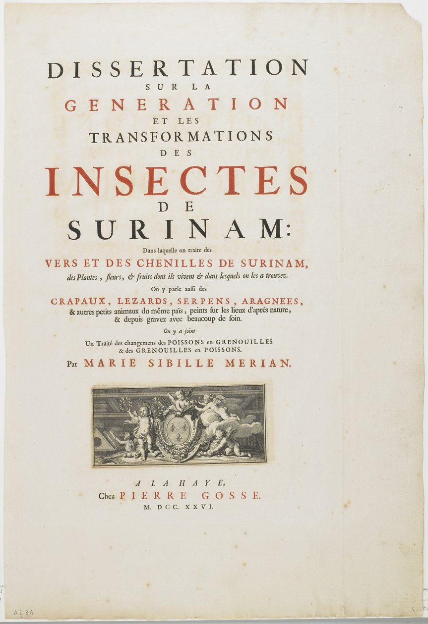 Nimisivu vuodelta Metamorphosis Insectorum Surinamensium, 1726 (kaiverrus ja kohopaino) tekijältä Maria Sibylla Merian