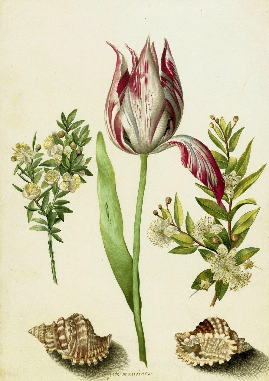 Tulppaani, kaksi myrttin oksaa ja kaksi kuorta, n. 1700 (sivellin pergamentilla) tekijältä Maria Sibylla Merian