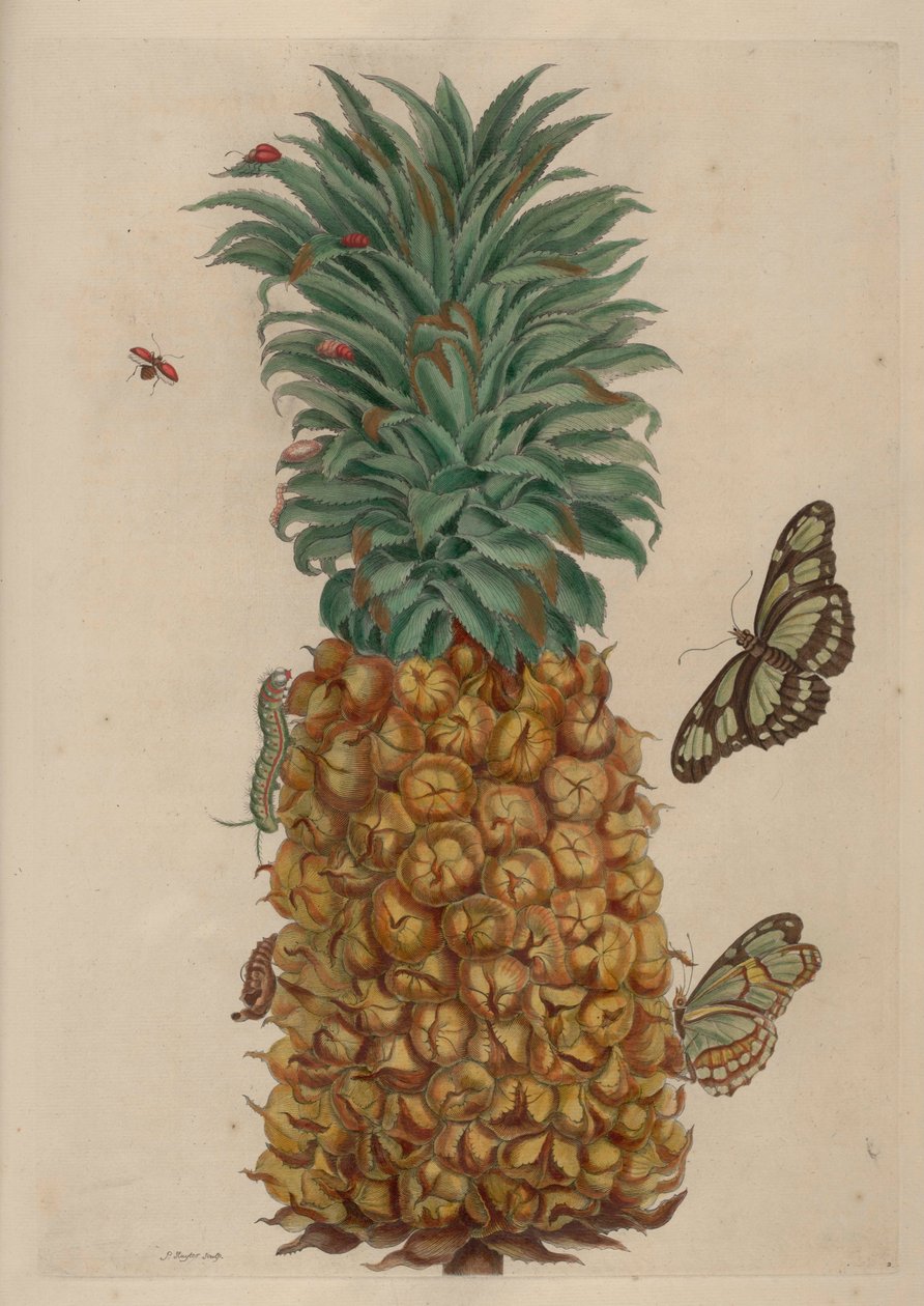 Ananas ja torakka, kuva Metamorphosis insectorum Surinamensiumista tekijältä Maria Sibylla Merian