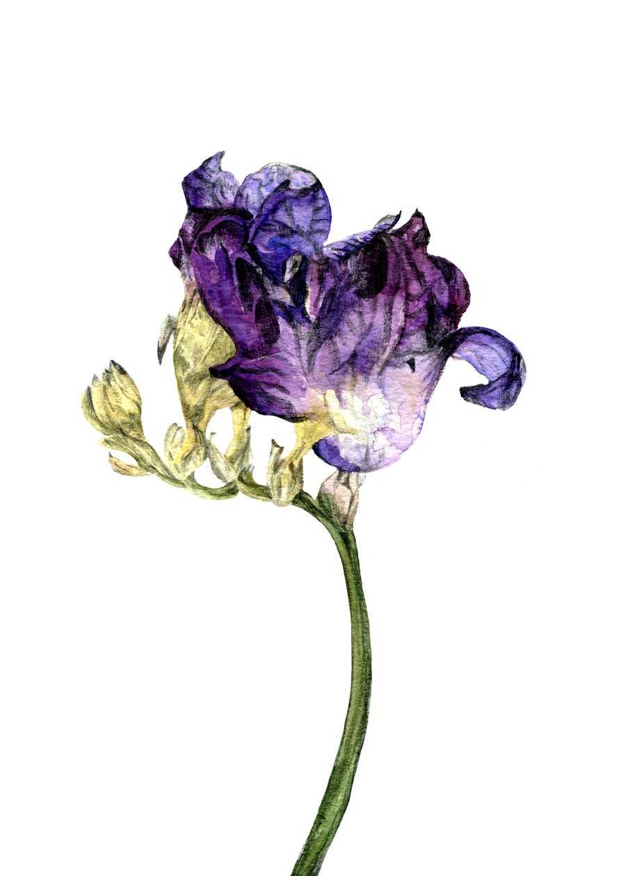 Freesia kukka, 2018 tekijältä Maria Basea