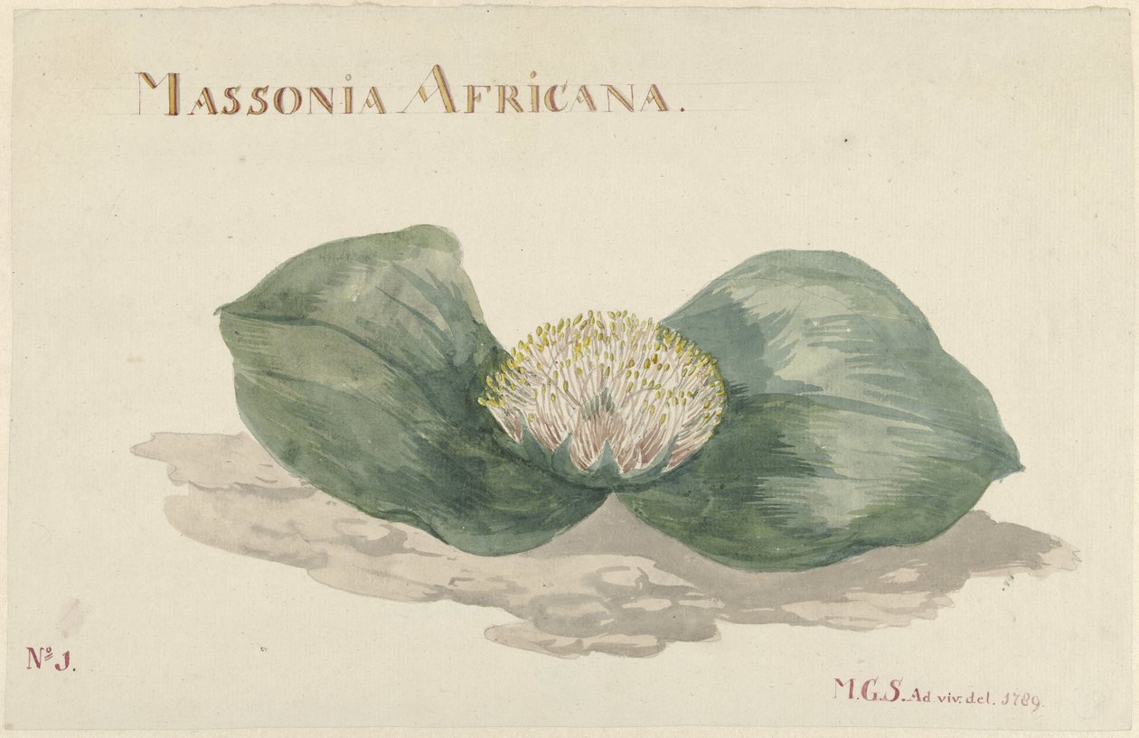 Bloem Massonia Africana MASSONIA AFRICANA (otsikko esineessä) tekijältä Maria Geertruida Barbiers Snabilié