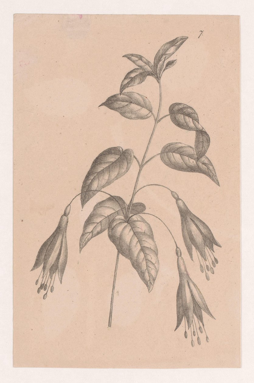 Oksa kukilla tekijältä Maria Geertruida de Goeje Barbiers (attributed to)