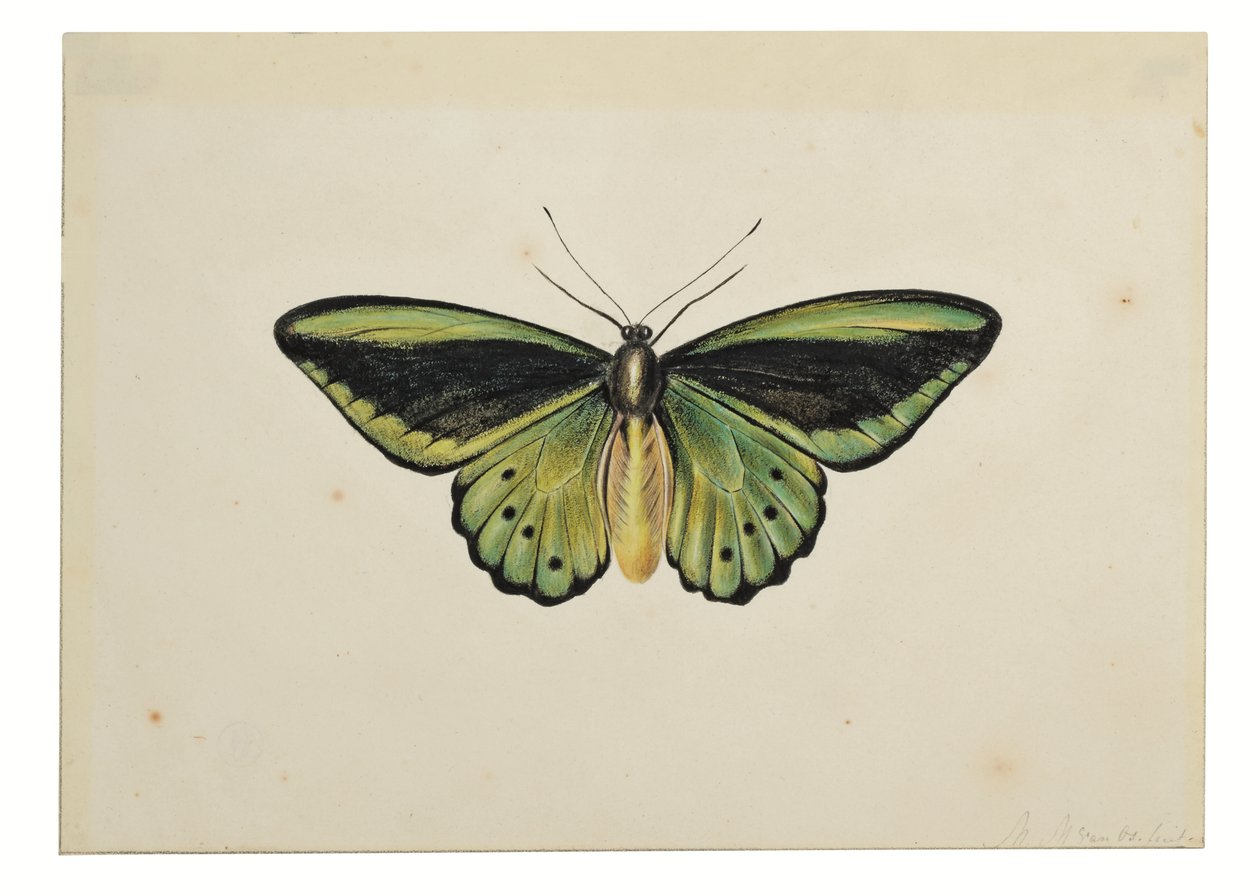 Perhonen, Vihreä linnunsiipi (Ornithoptera priamus) tekijältä Maria Margaretha van Os