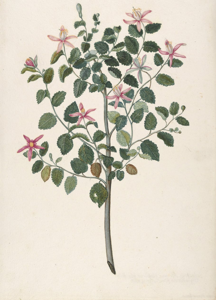 Tutkimus kasvista, jossa on puna-violetteja kukkia Sebastiana africana purpurea, 1695. tekijältä Maria Monninckx