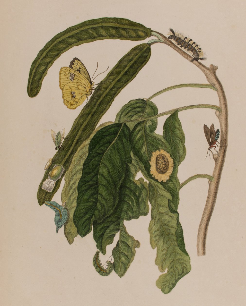 Kuva: Metamorphosis insectorum Surinamensium. Ofte Verandering der Surinaamsche Insecten