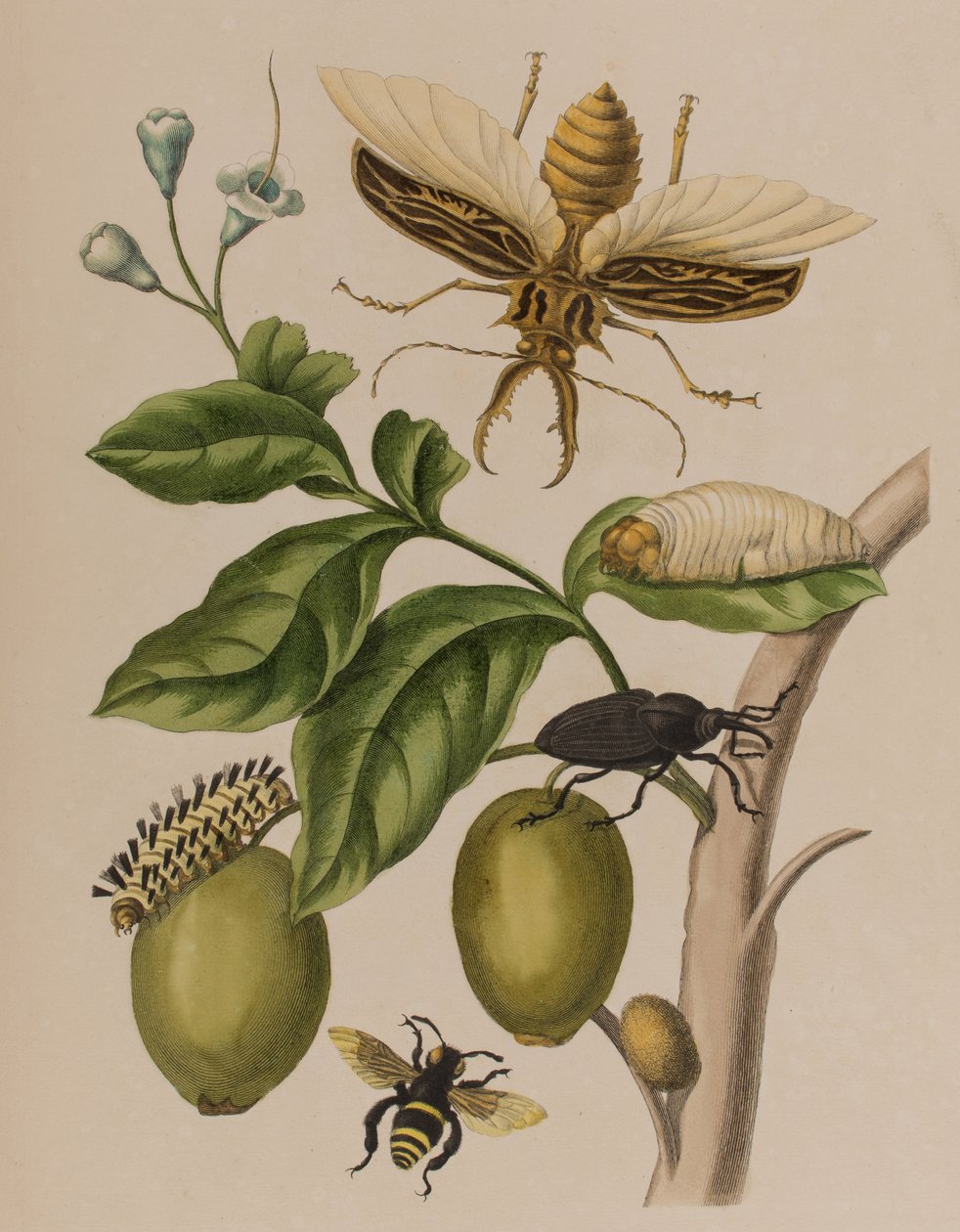 Kuva: Metamorphosis insectorum Surinamensium. Ofte Verandering der Surinaamsche Insecten