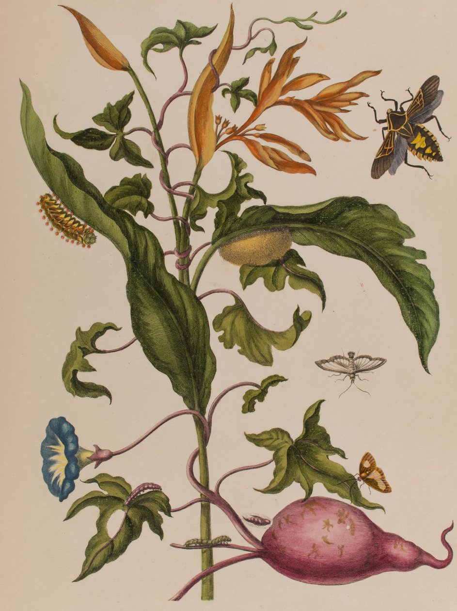 Kuva: Metamorphosis insectorum Surinamensium. Ofte Verandering der Surinaamsche Insecten
