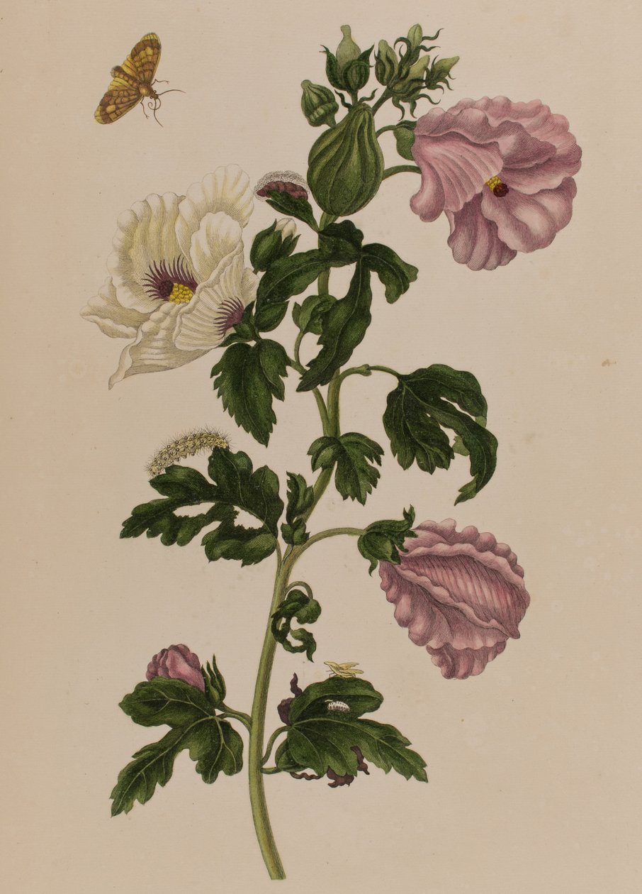 Kuvitus teoksesta "Metamorphosis insectorum Surinamensium. Ofte Verandering der Surinaamsche Insecten", julkaistu 1705 (värillinen kaiverrus). tekijältä Maria Sibylla Graff (after) Merian