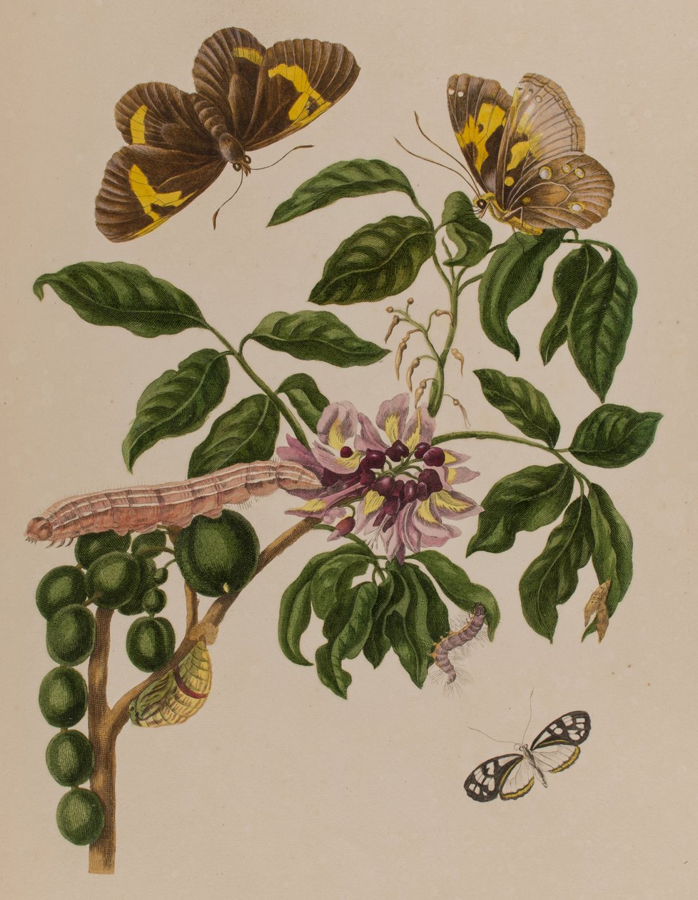 Kuva: Metamorphosis insectorum Surinamensium. Ofte Verandering der Surinaamsche Insecten