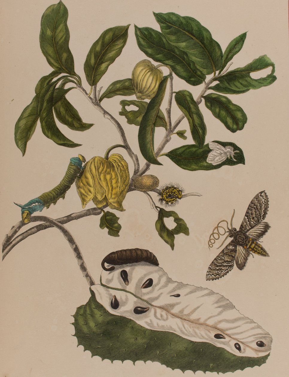Kuva: Metamorphosis insectorum Surinamensium. Ofte Verandering der Surinaamsche Insecten