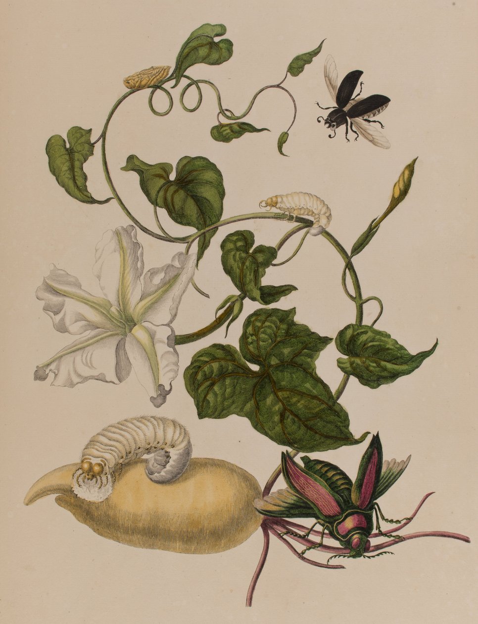 Kuva: Metamorphosis insectorum Surinamensium. Ofte Verandering der Surinaamsche Insecten