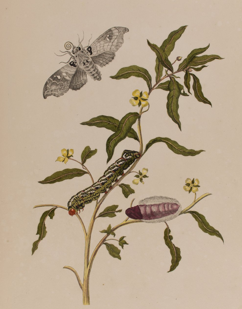 Kuva: Metamorphosis insectorum Surinamensium. Ofte Verandering der Surinaamsche Insecten