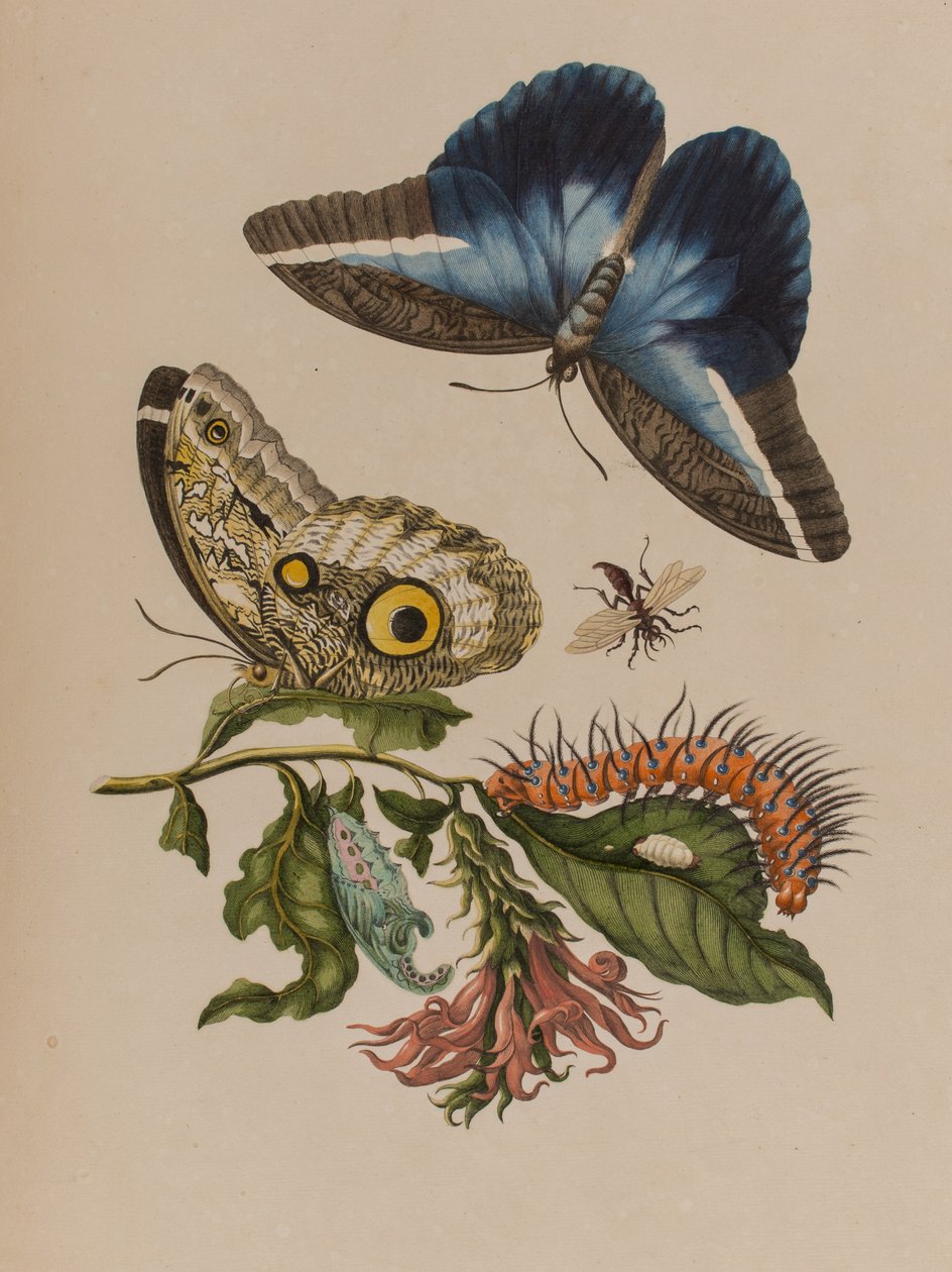 Kuvitus teoksesta "Metamorphosis insectorum Surinamensium. Ofte Verandering der Surinaamsche Insecten", julkaistu 1705 (värillinen kaiverrus). tekijältä Maria Sibylla Graff (after) Merian