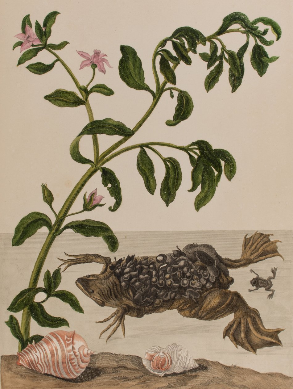 Kuva: Metamorphosis insectorum Surinamensium. Ofte Change of Surinamese Insects