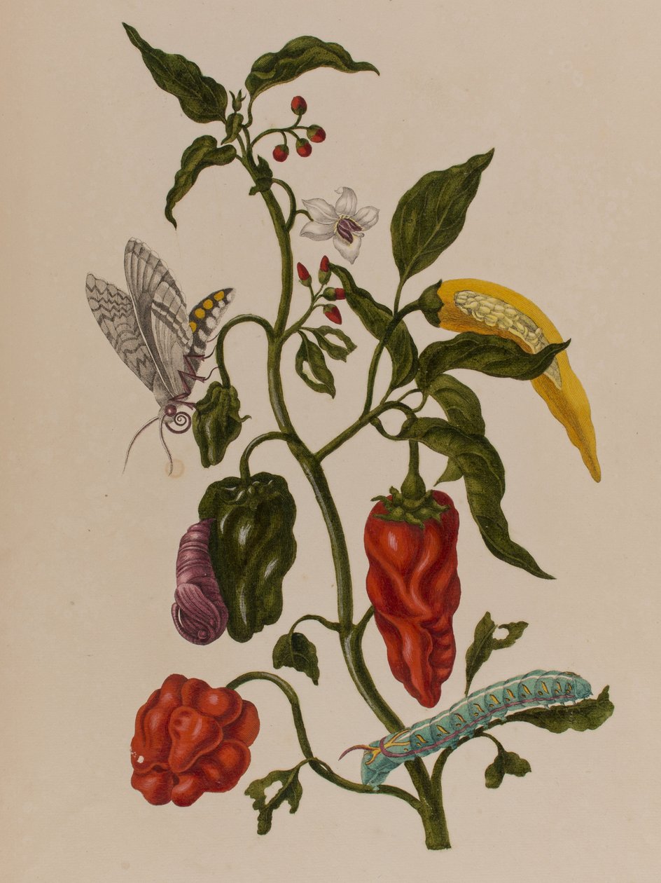 Kuva: Metamorphosis insectorum Surinamensium. Ofte Change of Surinamese Insects