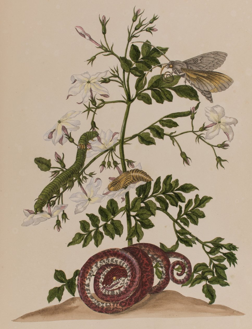 Kuva: Metamorphosis insectorum Surinamensium. Ofte Change of Surinamese Insects