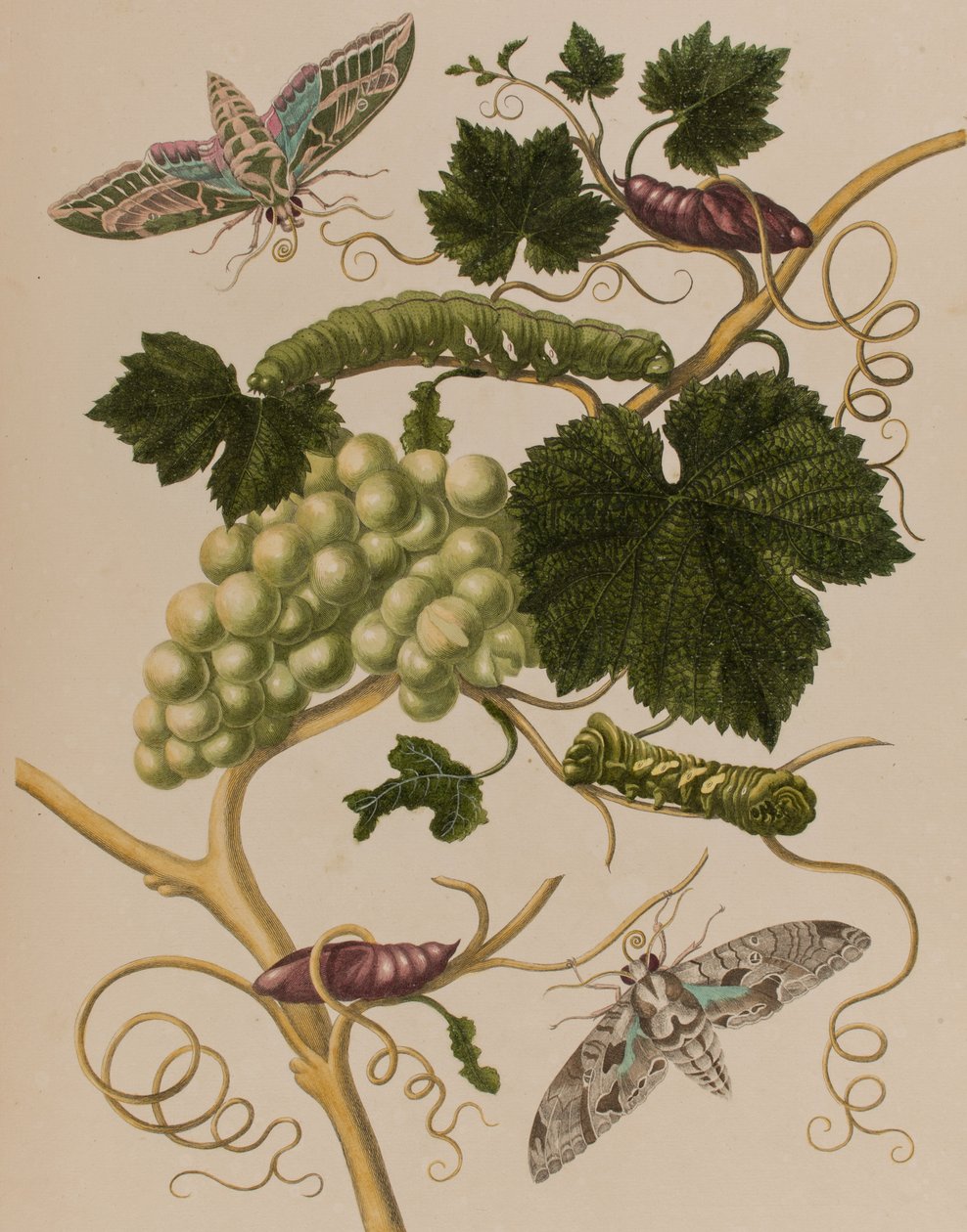 Kuvitus teoksesta "Metamorphosis insectorum Surinamensium. Ofte Verandering der Surinaamsche Insecten", julkaistu 1705 (värillinen kaiverrus). tekijältä Maria Sibylla Graff (after) Merian