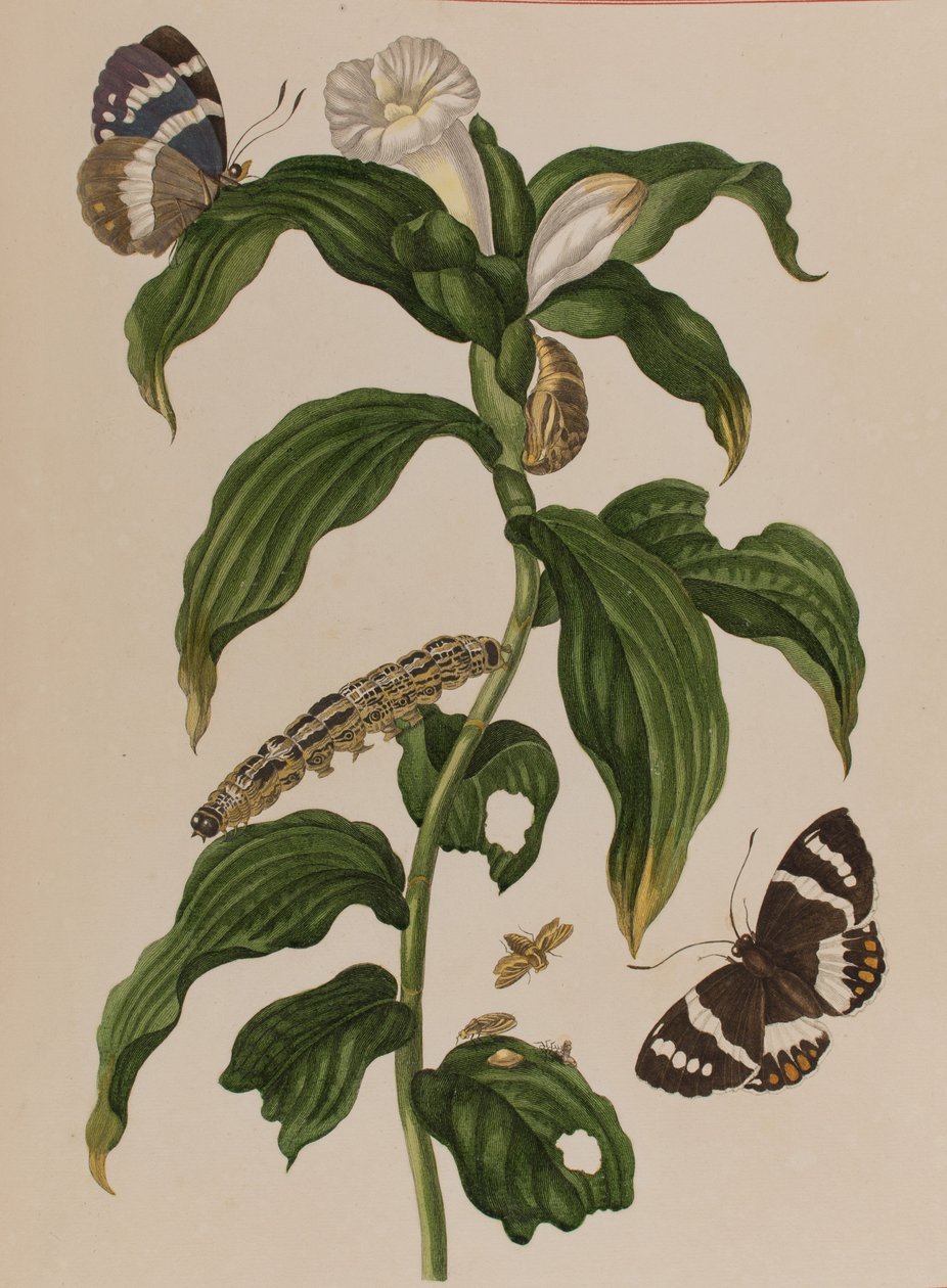 Kuvitus teoksesta "Metamorphosis insectorum Surinamensium. Ofte Verandering der Surinaamsche Insecten", julkaistu 1705 (värillinen kaiverrus). tekijältä Maria Sibylla Graff (after) Merian