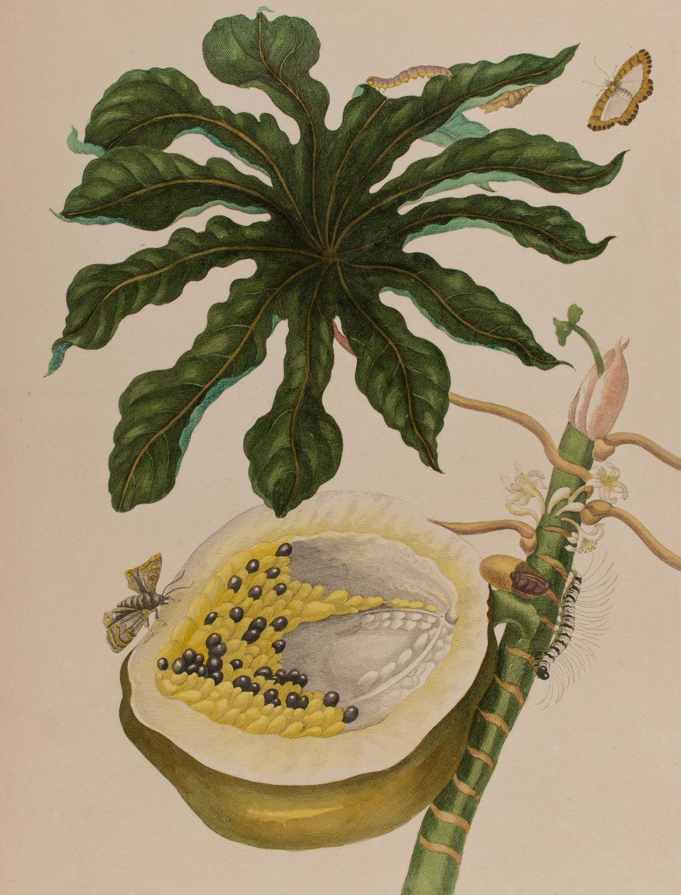 Kuva: Metamorphosis insectorum Surinamensium. Ofte Change of Surinamese Insects