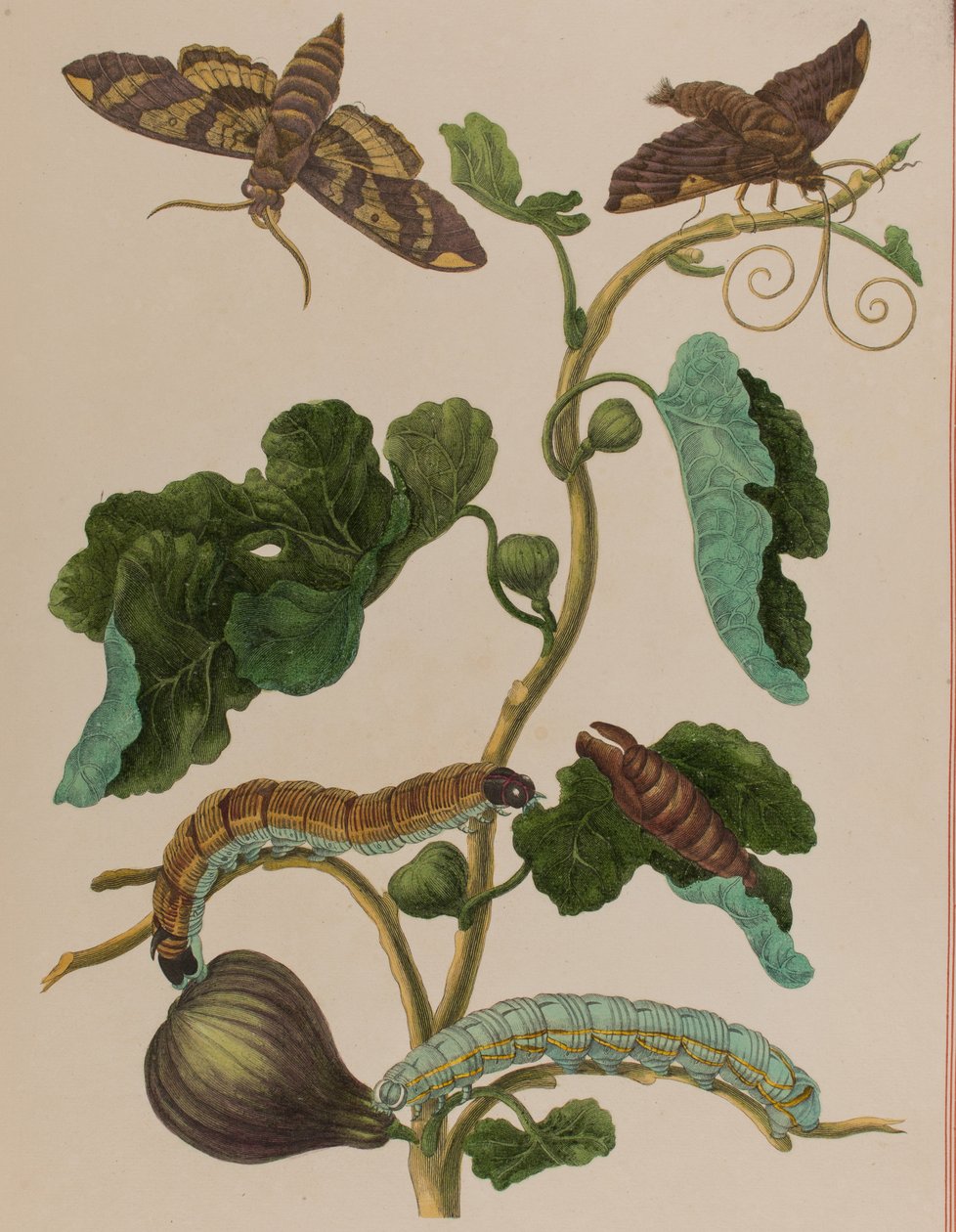 Kuva: Metamorphosis insectorum Surinamensium. Ofte Change of Surinamese Insects