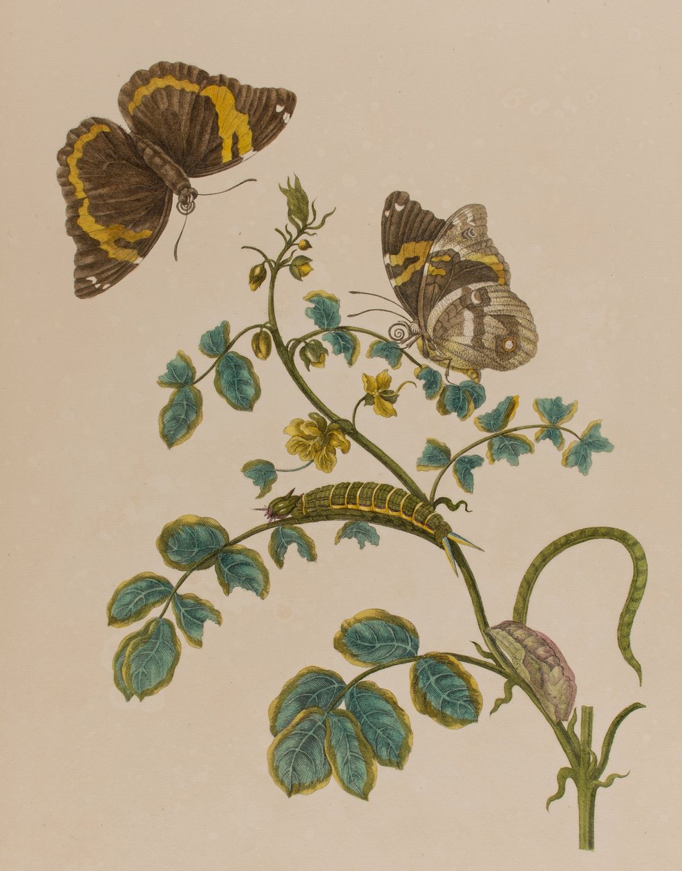 Kuvitus teoksesta "Metamorphosis insectorum Surinamensium. Ofte Verandering der Surinaamsche Insecten", julkaistu 1705 (värillinen kaiverrus). tekijältä Maria Sibylla Graff (after) Merian