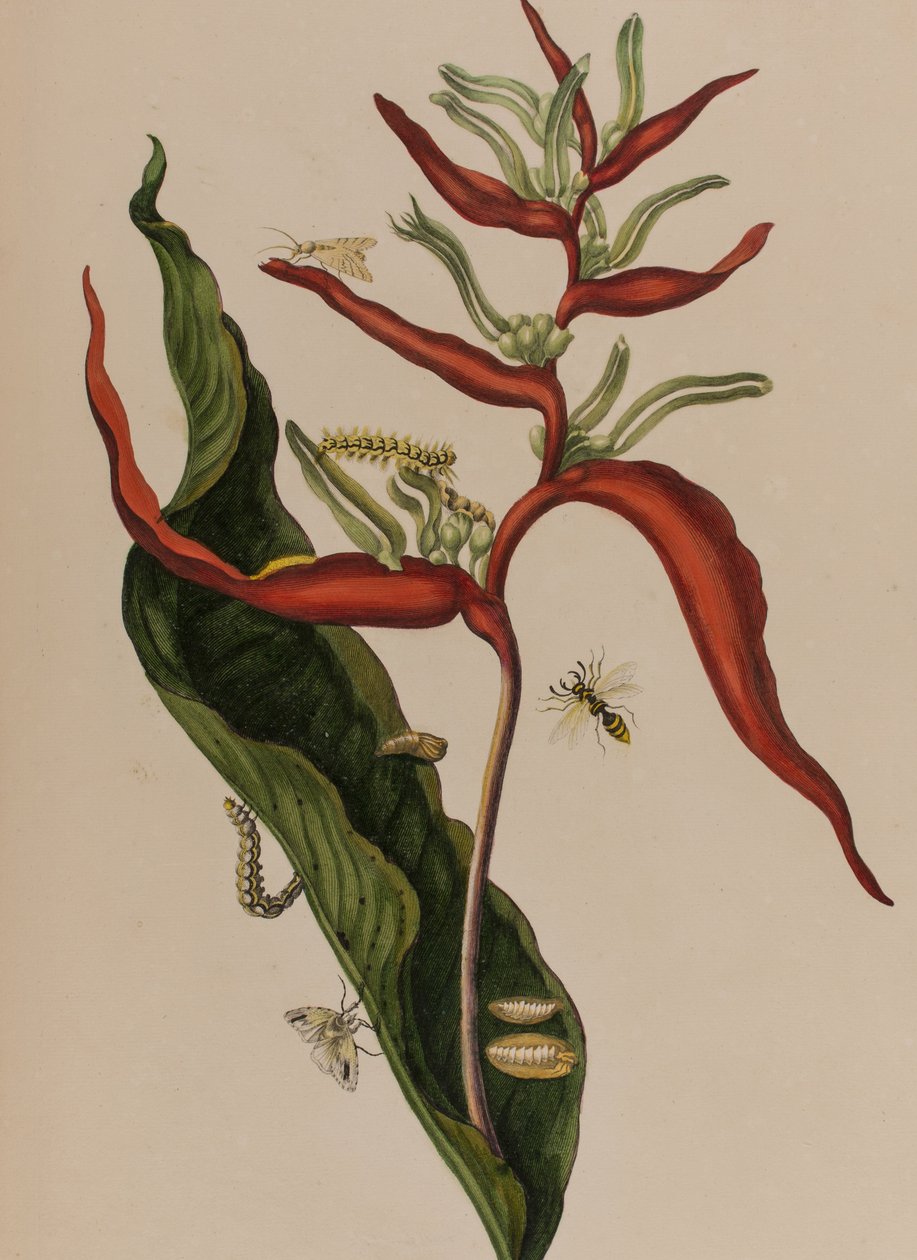 Kuva: Metamorphosis insectorum Surinamensium. Ofte Change of Surinamese Insects