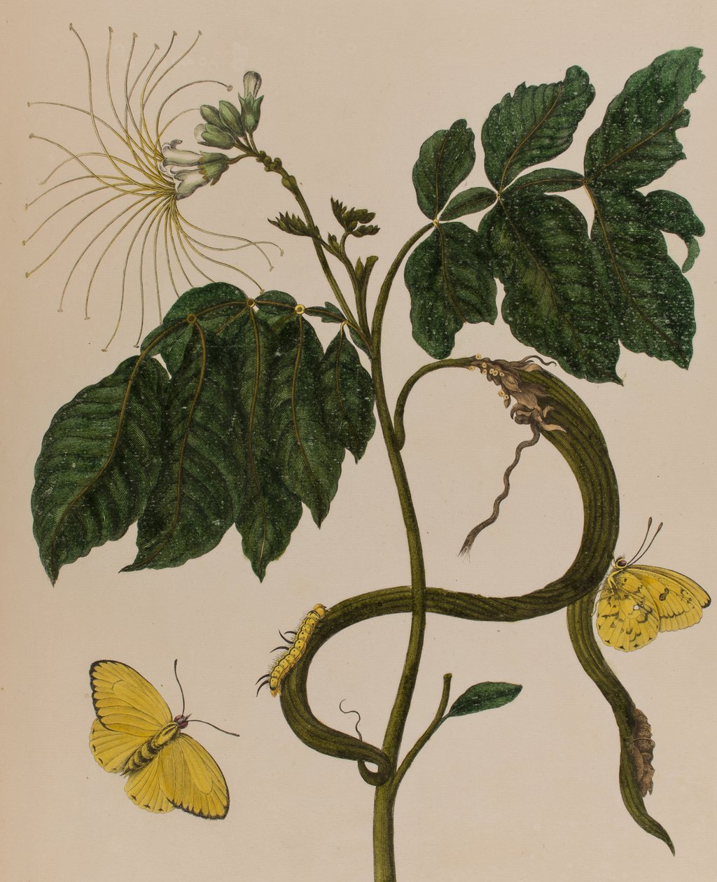 Kuva: Metamorphosis insectorum Surinamensium. Ofte Change of Surinamese Insects