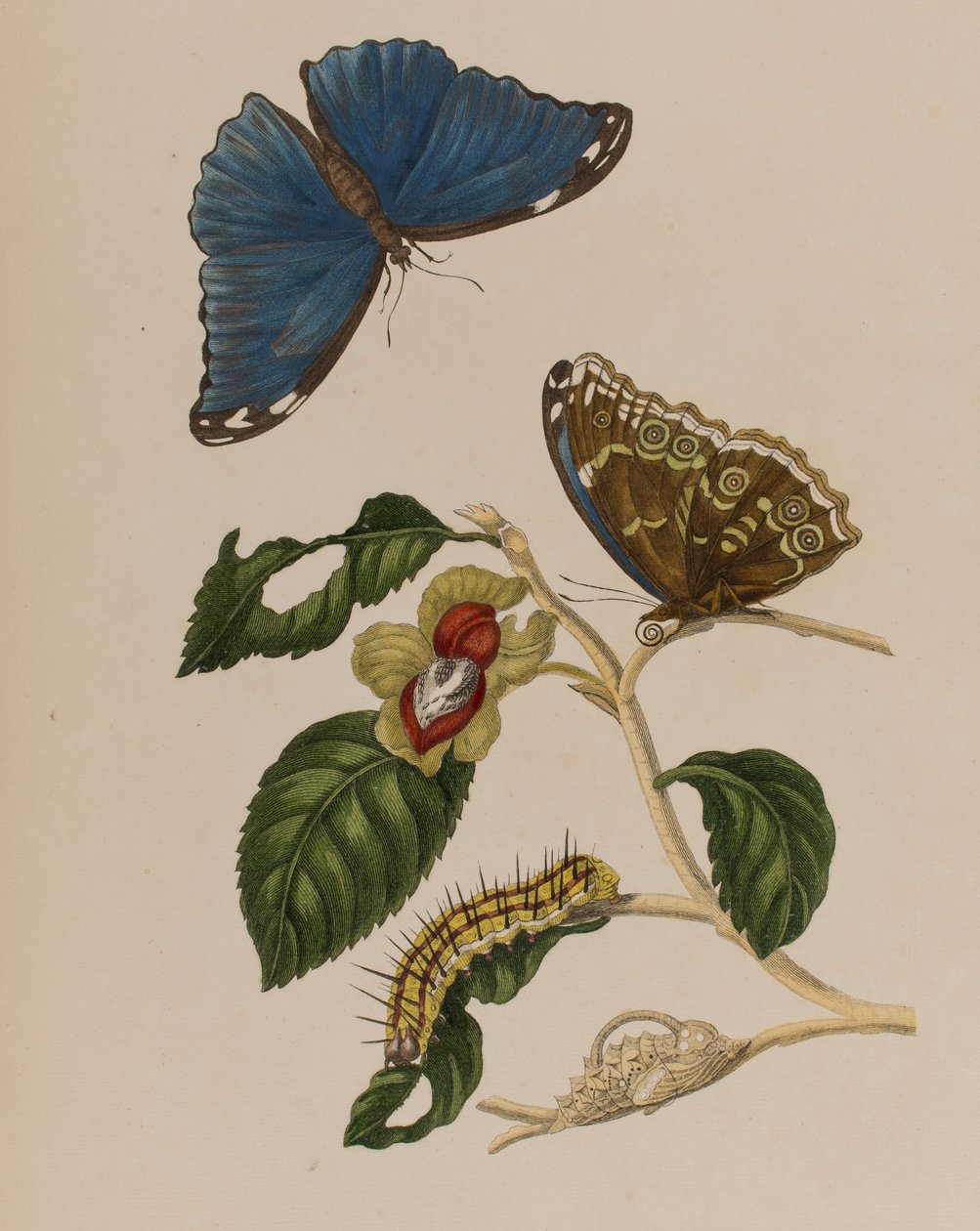 Kuva: Metamorphosis insectorum Surinamensium. Ofte Change of Surinamese Insects
