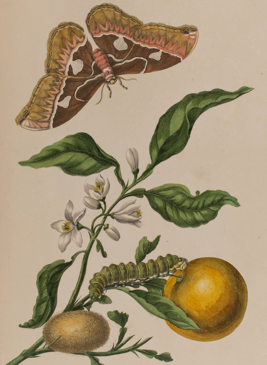 Kuva: Metamorphosis insectorum Surinamensium. Ofte Change of Surinamese Insects
