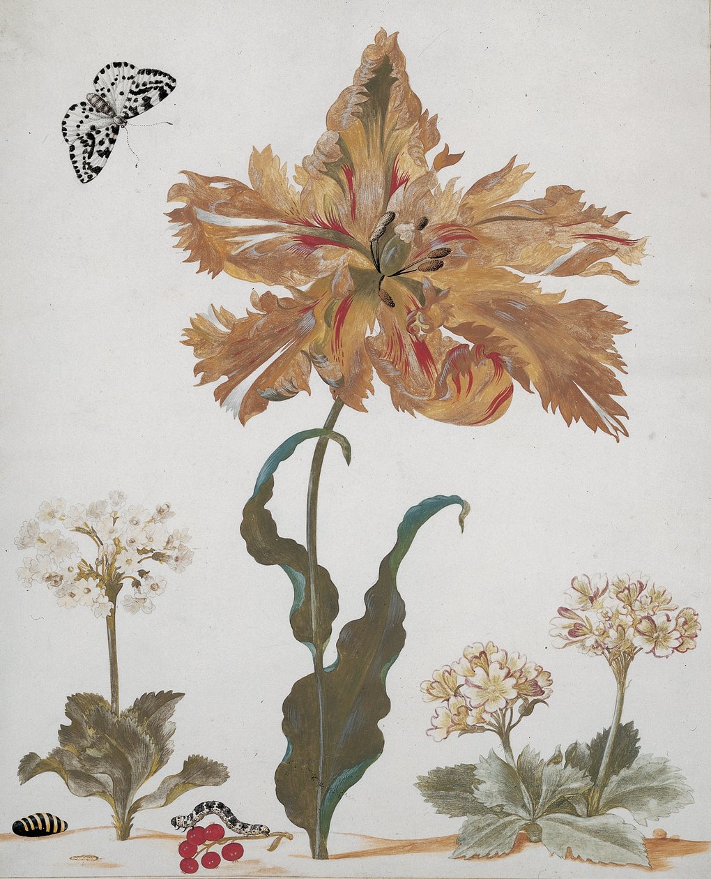 Papukaijatulppaani, Auriculas, punaherukat, harakkakoi, sen toukka ja nukke, n. 1670 tekijältä Maria Sibylla Merian