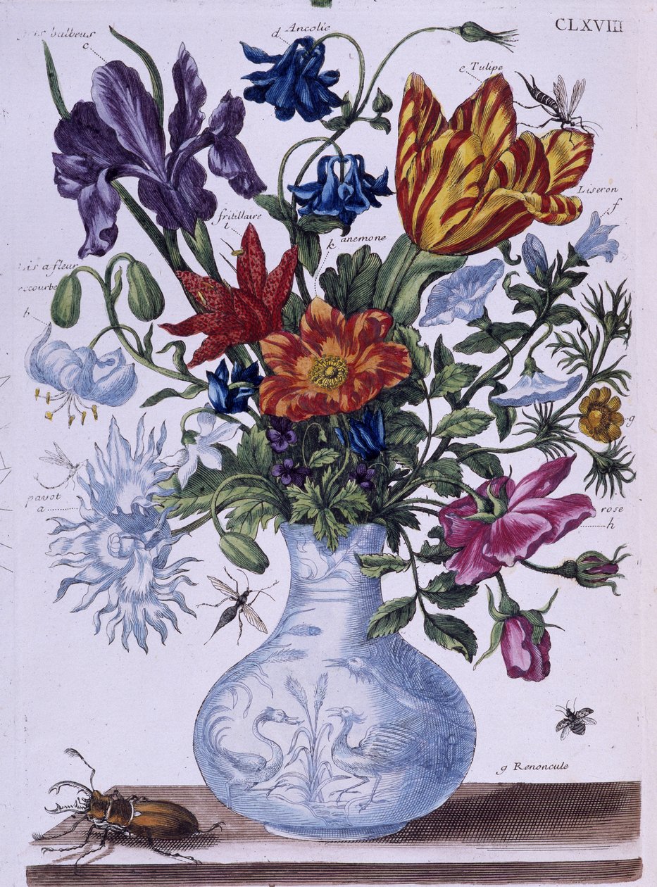 Kuoriainen ja erilaisia kukkia - dess. kirjoittanut Maria Sibylla Merian, n.d., noin 1700-luvun lopulla tekijältä Maria Sibylla Merian