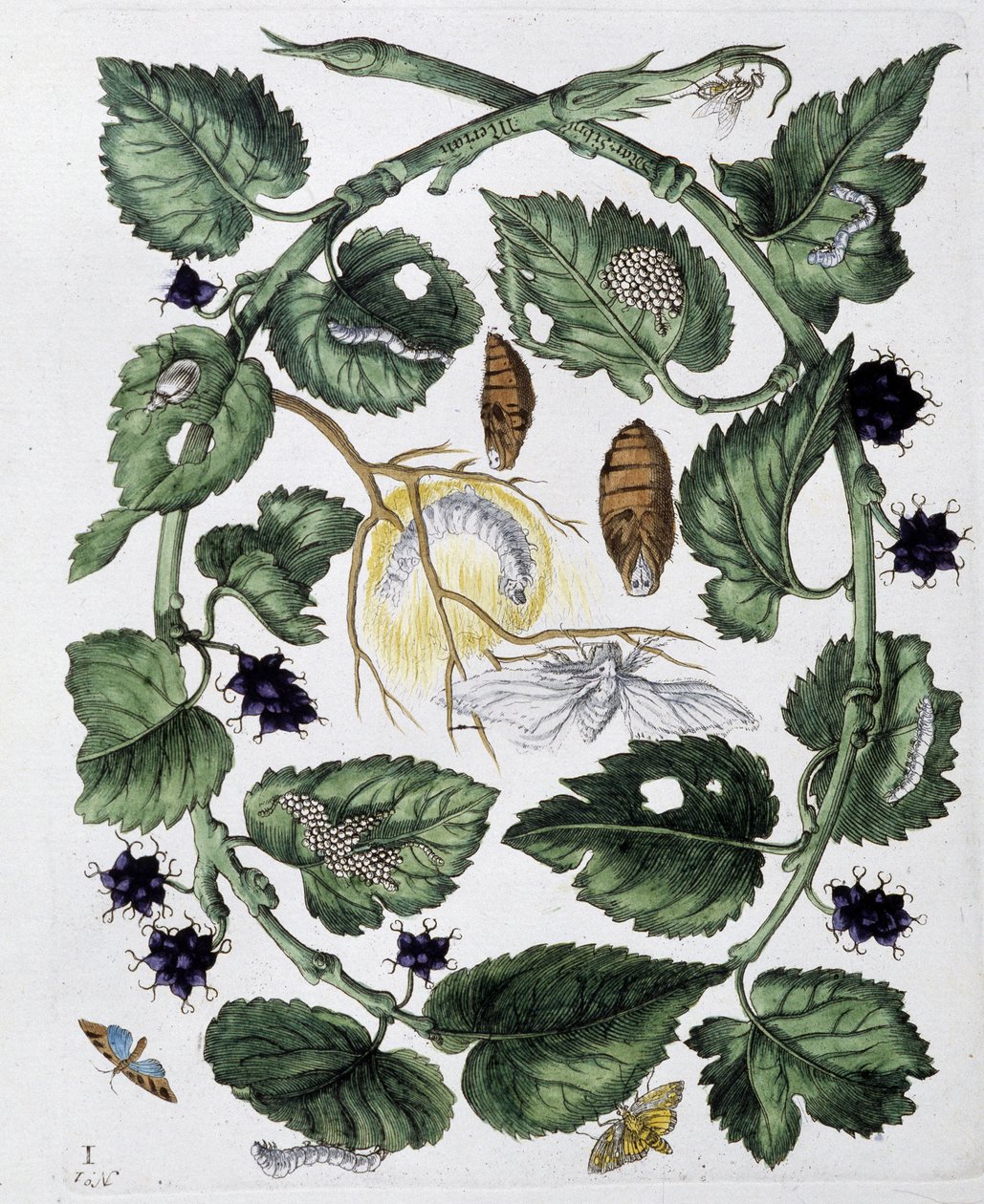 Perhoset ja chrysalis - dess. kirjoittanut Maria Sibylla Merian, n.d., noin 1700-luvun lopulla tekijältä Maria Sibylla Merian