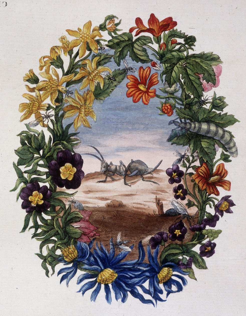 Fourmi - kirjoittanut Maria Sibylla Merian tekijältä Maria Sibylla Merian