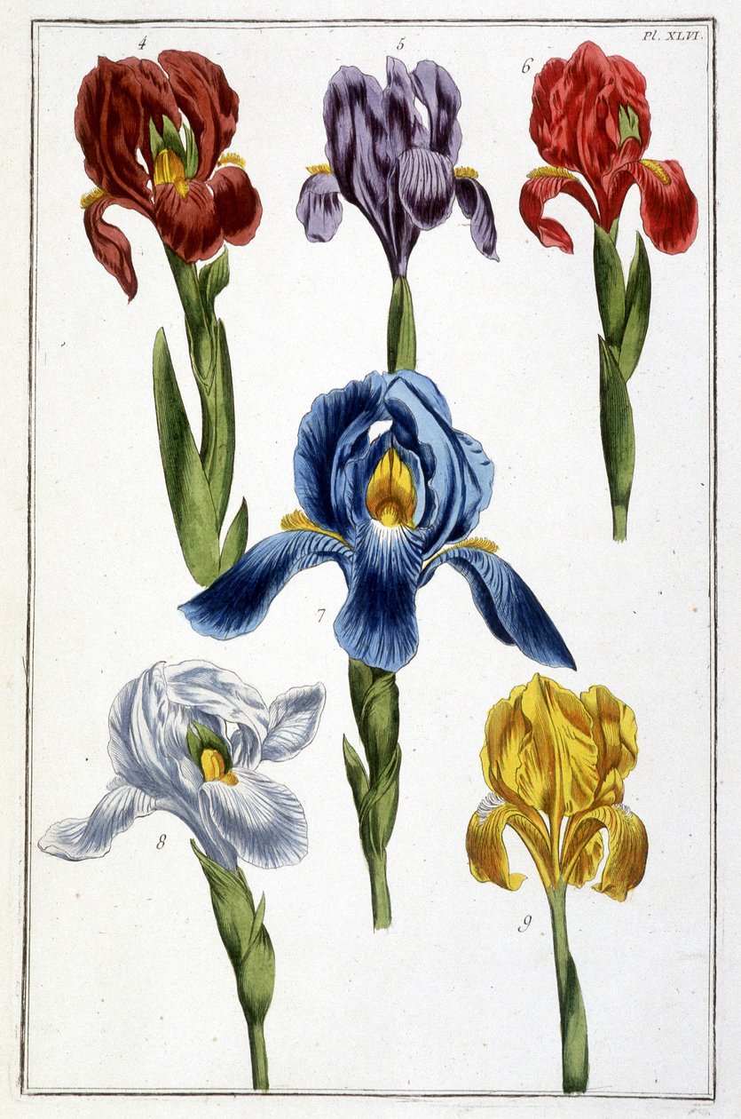 Iris - teoksessa "Surinamin ja koko Euroopan hyönteisten yleinen historia", kirjoittanut Maria Sibylla de Merian, toim. Desnos, Pariisi tekijältä Maria Sibylla Merian