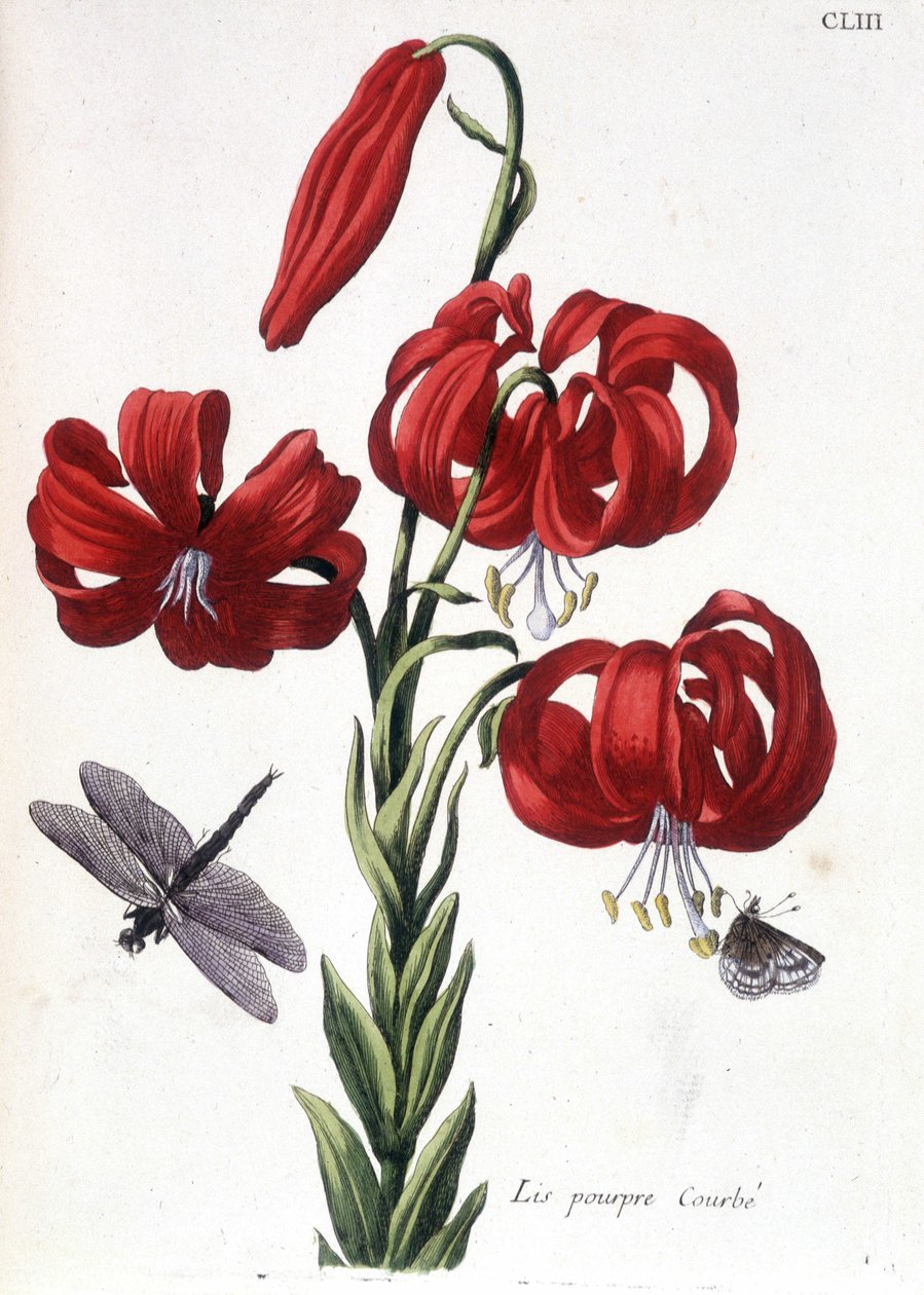 Lys (lilja) purppura Kaareva - teoksessa "" Surinamin ja koko Euroopan hyönteisten yleinen historia"" Maria Sibylla de Merian, toim. Desnos, Pariisi tekijältä Maria Sibylla Merian