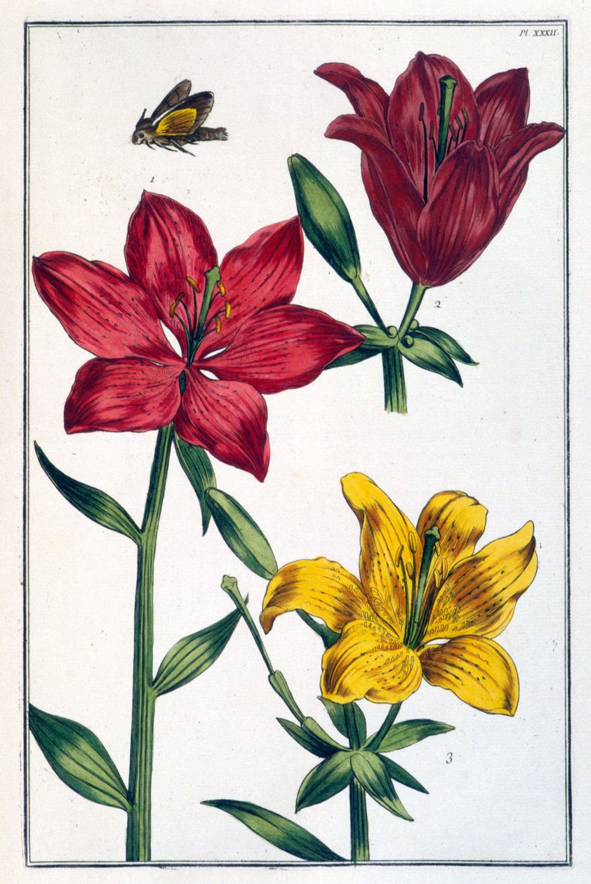 Lilja (lilja) punainen - kirjassa "" Surinamen ja koko Euroopan hyönteisten yleinen historia"", kirjoittanut Maria Sibylla de Merian, toim. Desnos, Pariisi tekijältä Maria Sibylla Merian