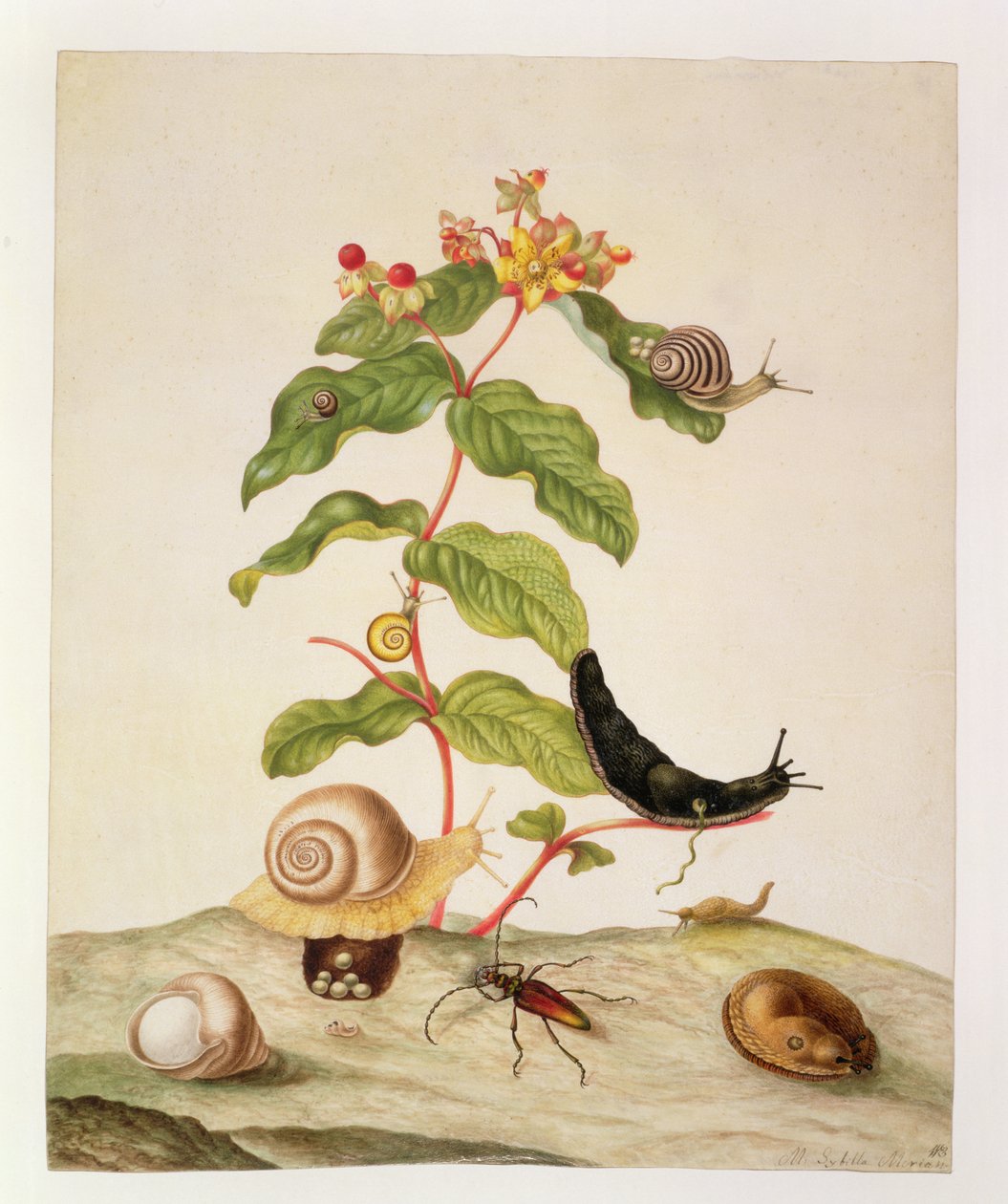 No.1146c Hypericum Baxiforum etanoilla ja kovakuoriaisella, 1695 tekijältä Maria Sibylla Merian