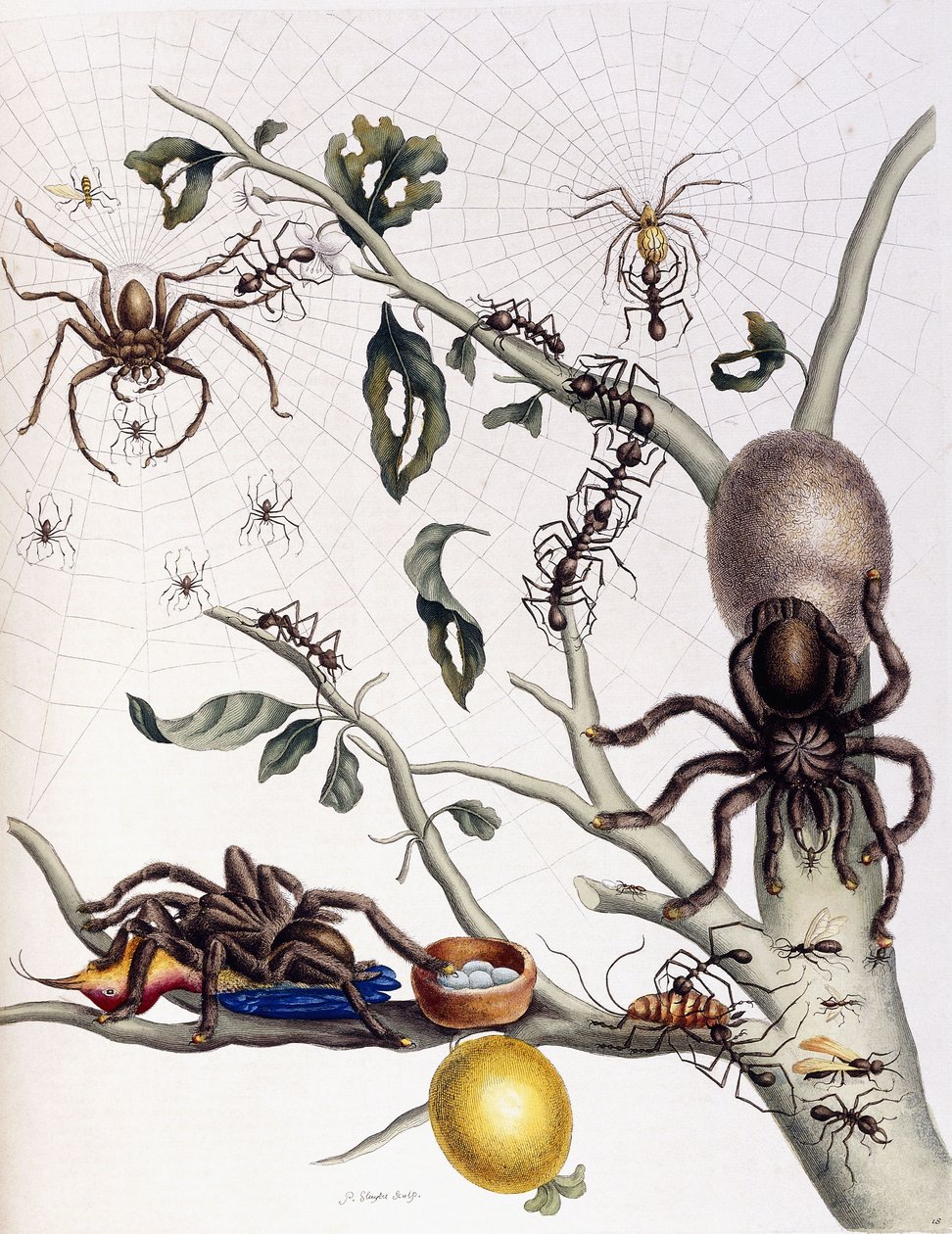 Erilaisia hämähäkkejä Etelä-Amerikasta, 1726 tekijältä Maria Sibylla Merian